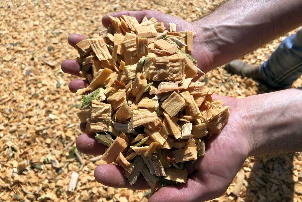 Man holding wood chips
