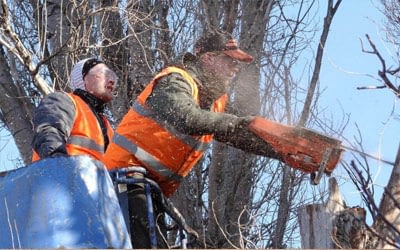 Safety Tips and Techniques For Successful Tree Felling